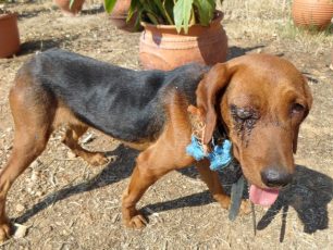 Χανιά: Έβγαλαν το μάτι της αδέσποτης σκυλίτσας
